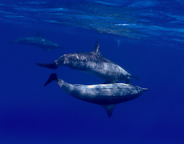 Satayeh Dolphin Reef