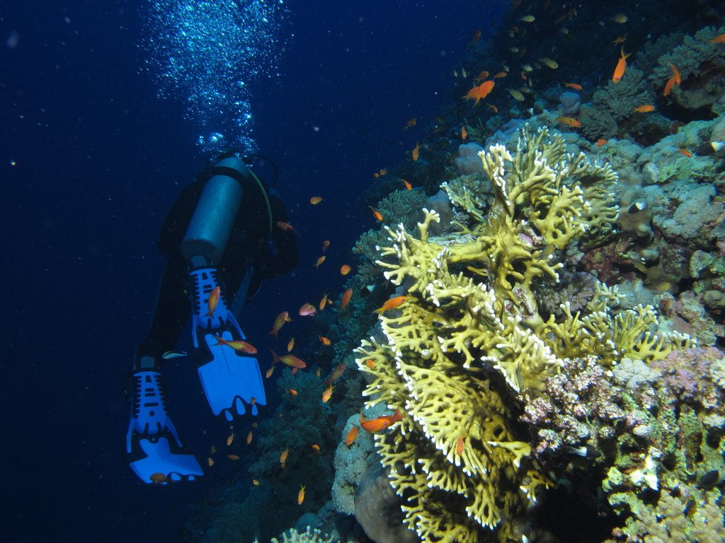5 Hurghada Dive Sites Every Diver Should Know