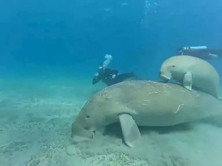 Matka diugonia z młodym w Abu Dabbab, Marsa Alam