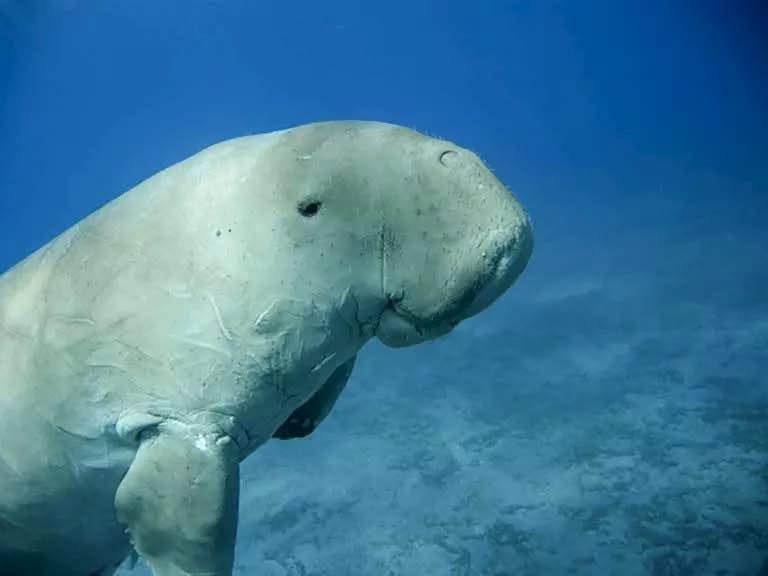 Nahaufnahme eines Dugongs: Die nach unten gerichtete Schnauze ist zum Abgrasen von Seegras am Meeresboden gebaut.