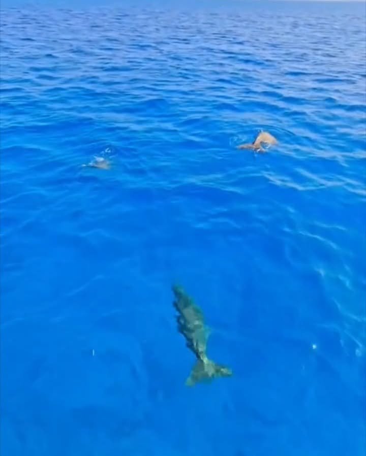 Ein weiteres Bild: Ein Dugong dreht ab, seine gegabelte Schwanzflosse ist unter Wasser zu sehen.