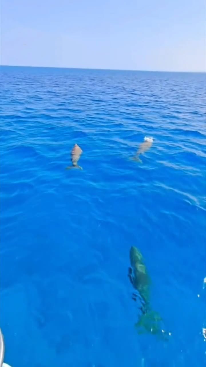 Bild aus dem Video: drei Dugongs knapp unter der Oberfläche, vom Boot aus gesehen.