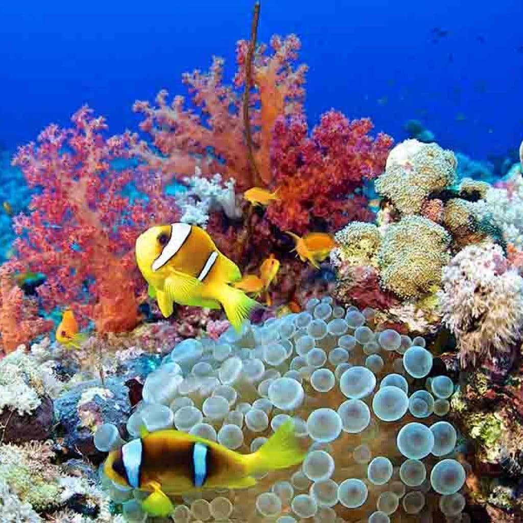 Anemonefish and coral garden at Carless Reef, Hurghada