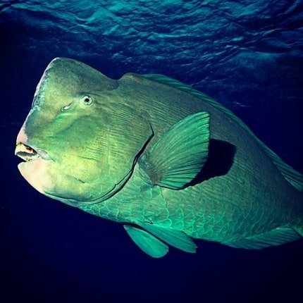 5 Hurghada Dive Sites Every Diver Should Know