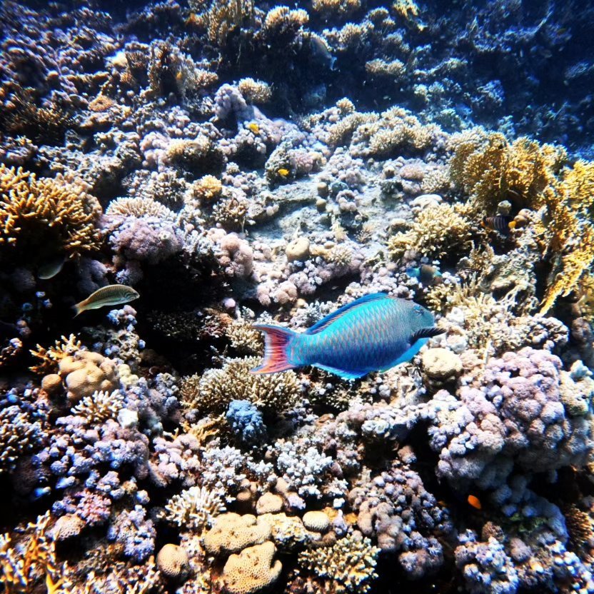 Parrotfish over the reef, Hurghada dive package