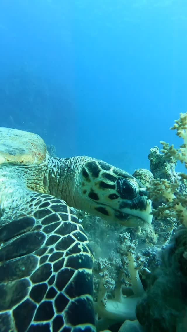 Marsa Alam Dive Package — 2 Dives (1 Day)