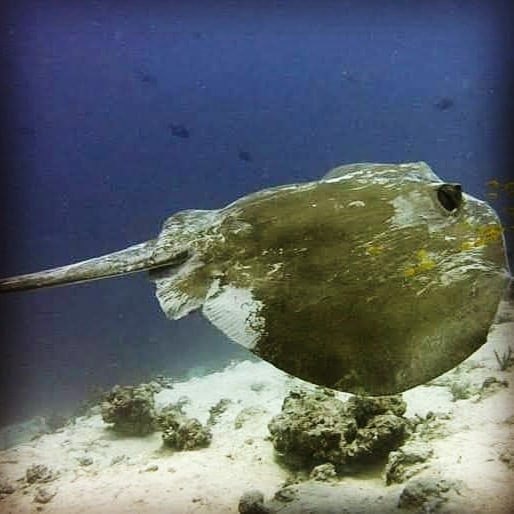 Blue-spotted stingray on the reef at Small Giftun