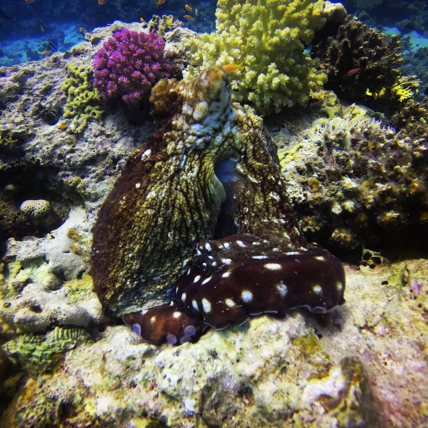 Hurghada Dive Package — 6 Days (12 Dives)