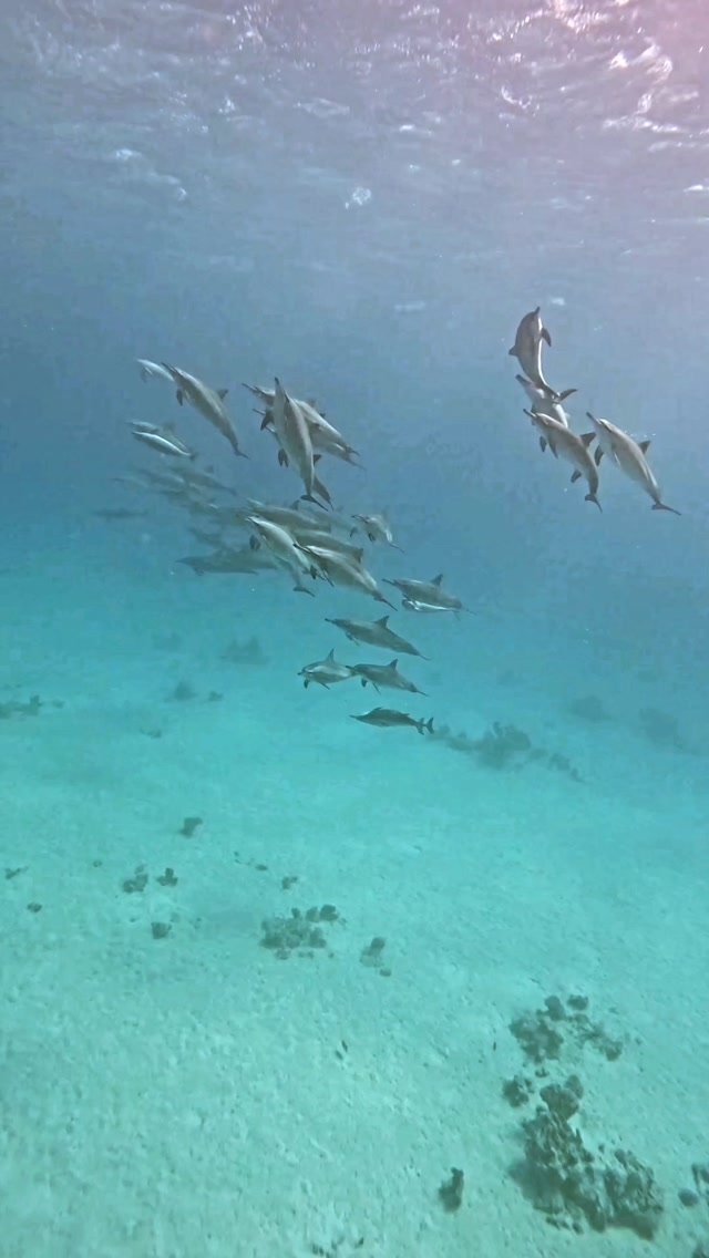 Marsa Alam Dive Package — 6 Dives (3 Days)