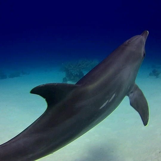 Dolphin swimming near the surface, Hurghada