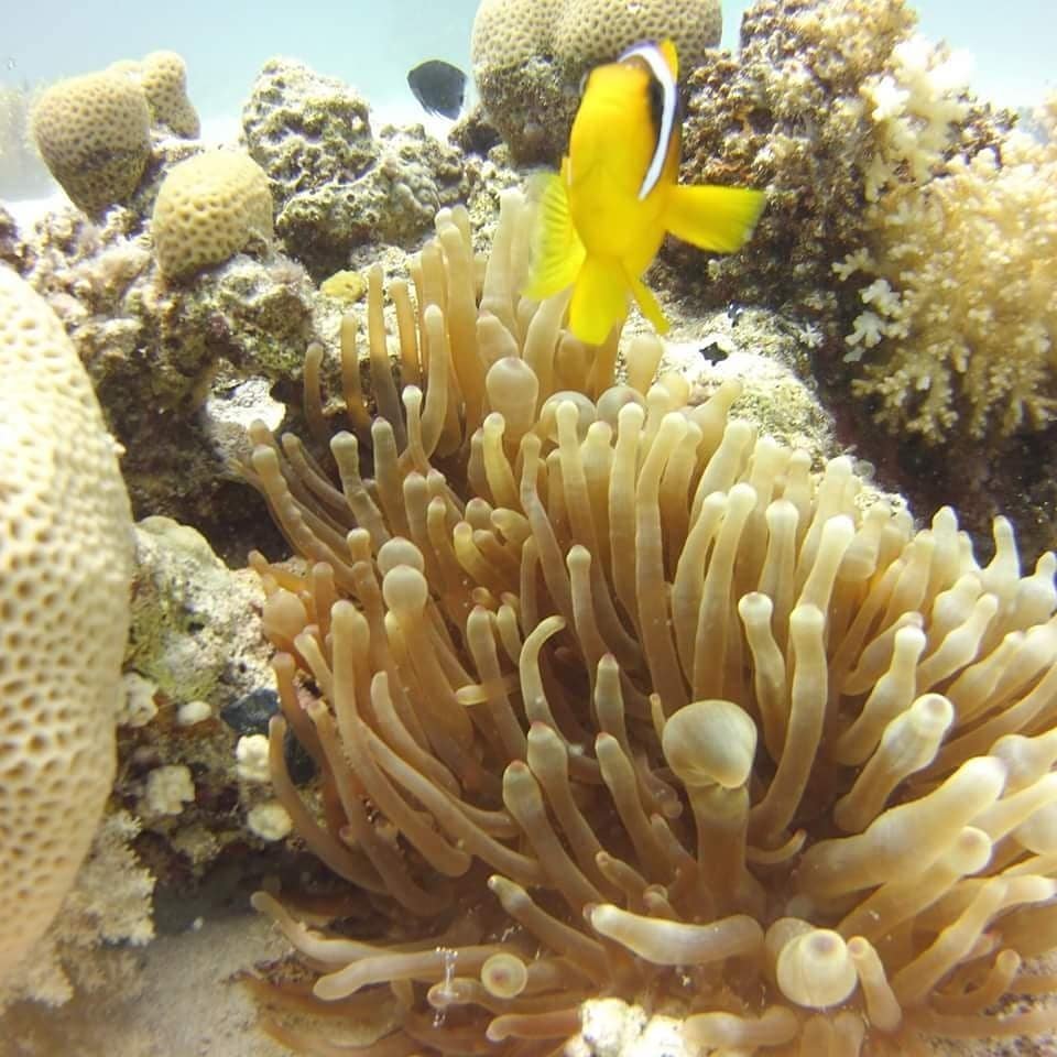 Shallow reef with anemonefish, ideal for first-time divers