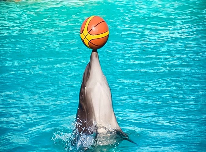 swimming-with-dolphins-