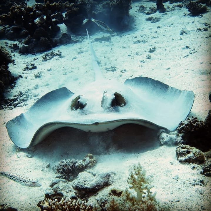 Stingray resting on the seabed at Small Giftun, Hurghada