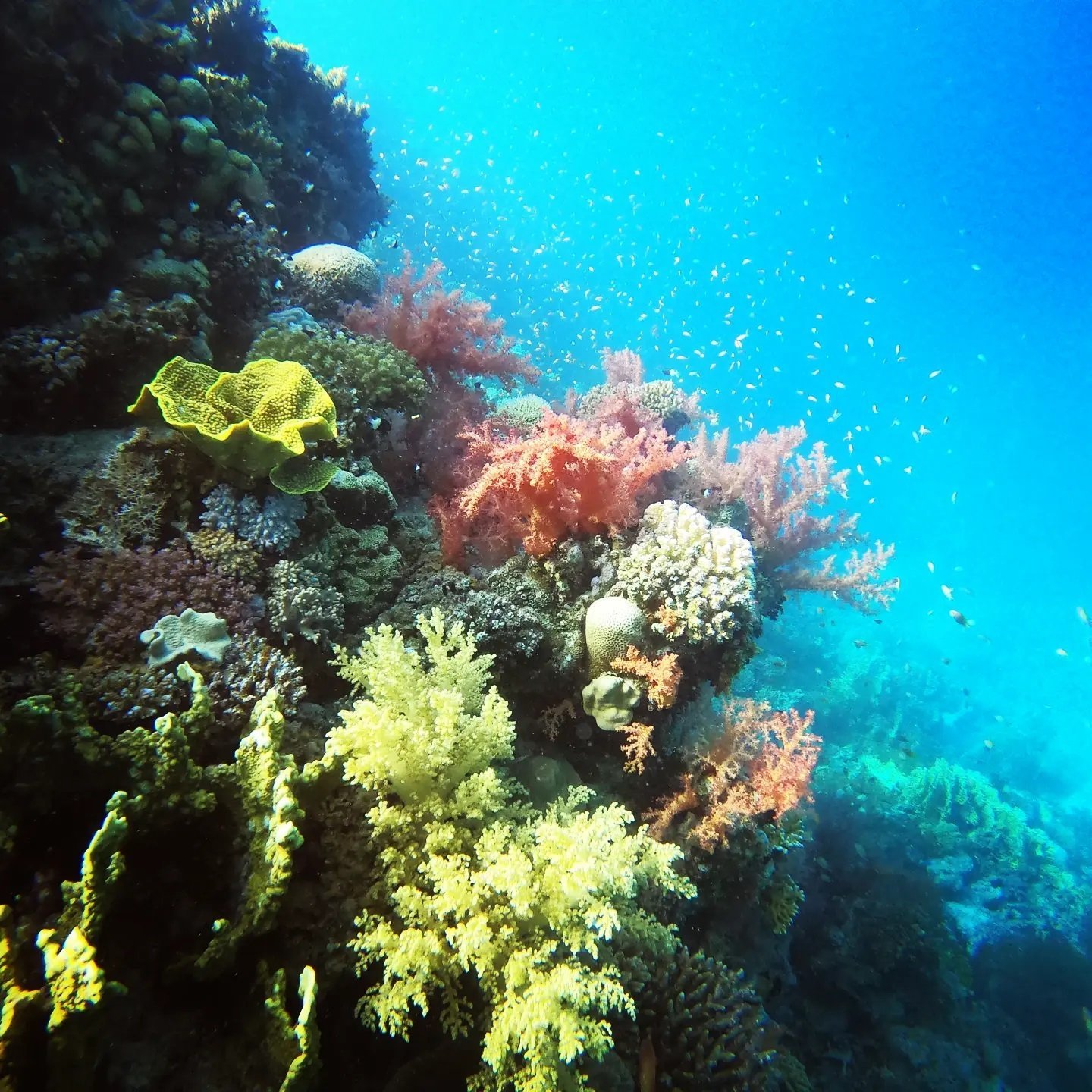 Coral and reef fish, Hurghada dive package