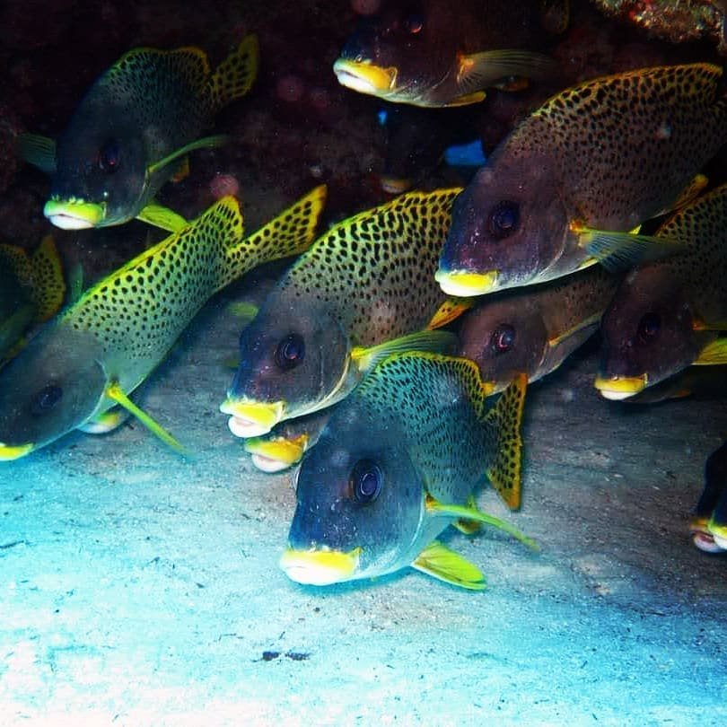 Fish schooling over the reef, Hurghada dive package
