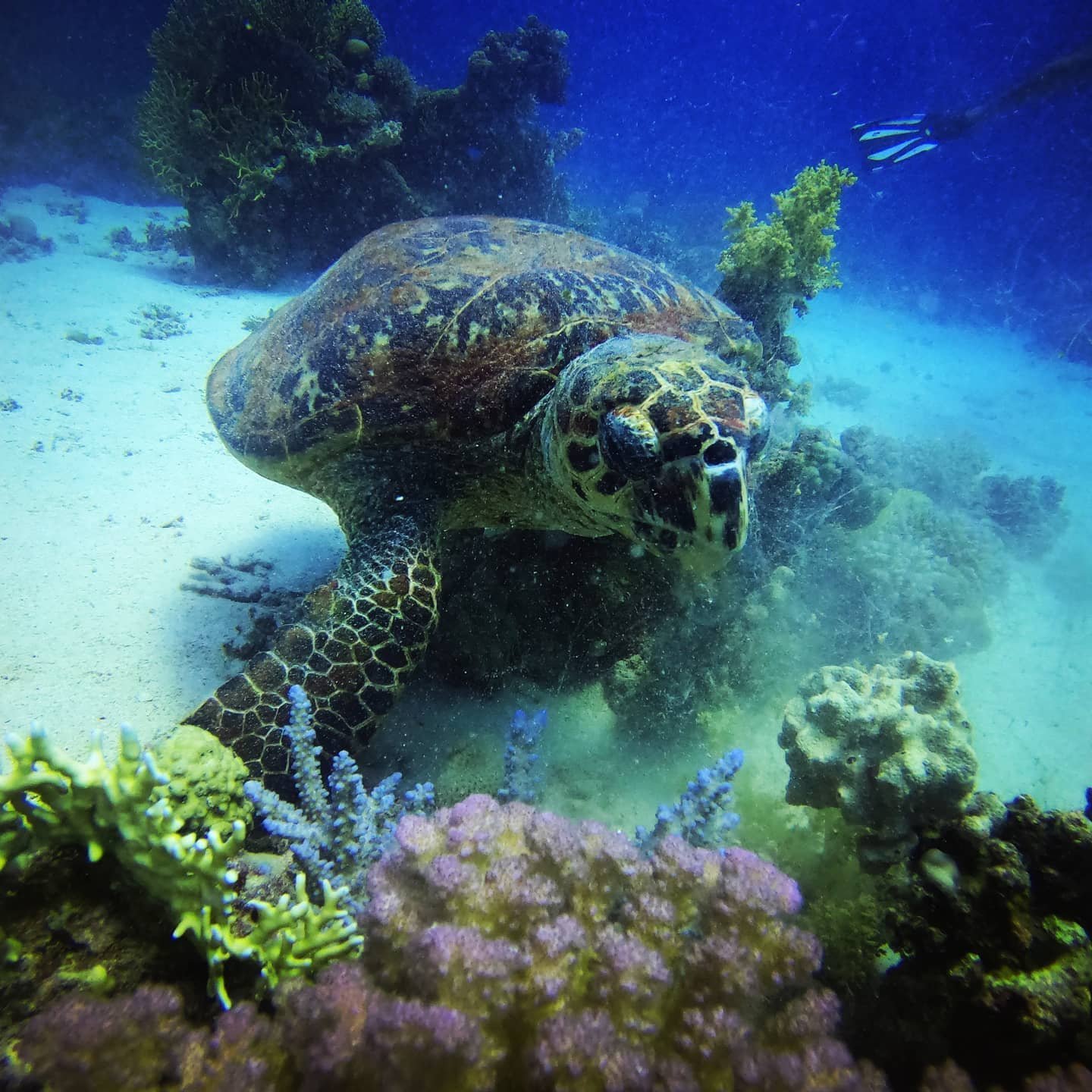 Turtle over the coral reef, Hurghada dive package
