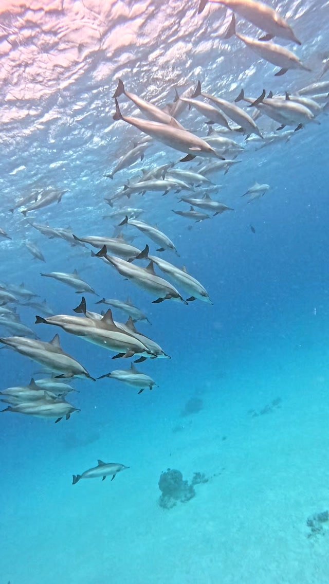Spinner dolphin pod swimming past, Dolphin House