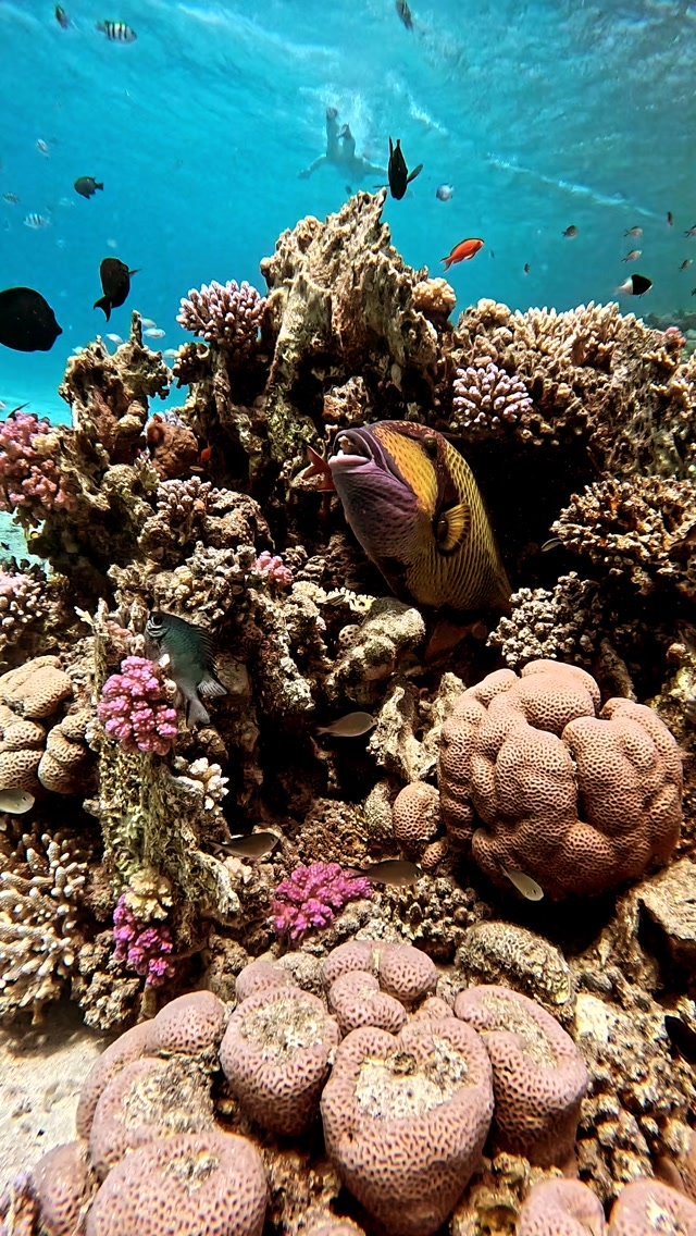 Sha'ab Marsa Alam Dive Site — Marsa Alam