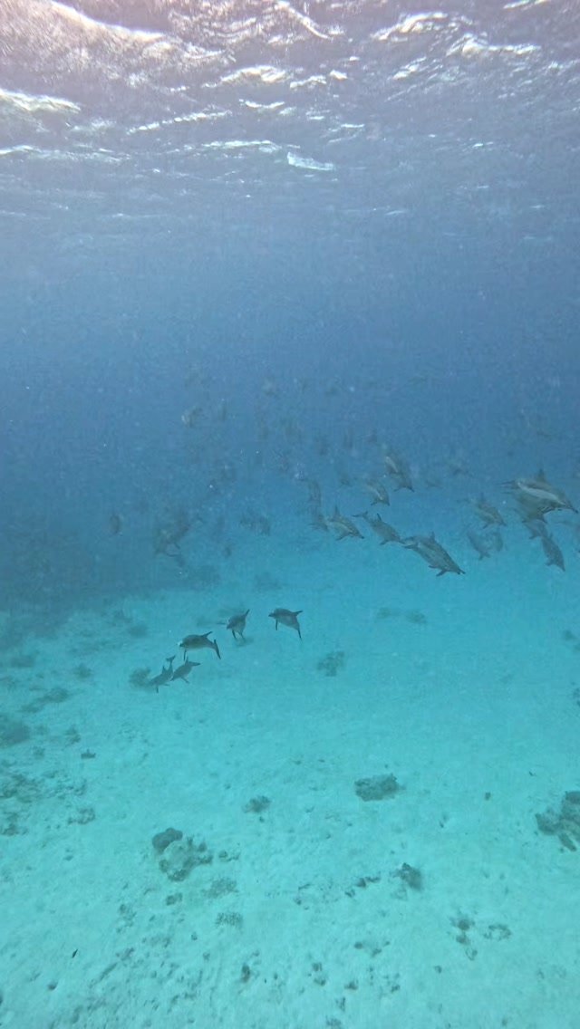 Satayeh Reef (Dolphin Reef) Trip — Marsa Alam