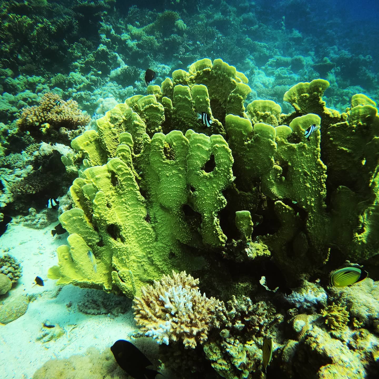 Hurghada Dive Package — 7 Days (14 Dives)