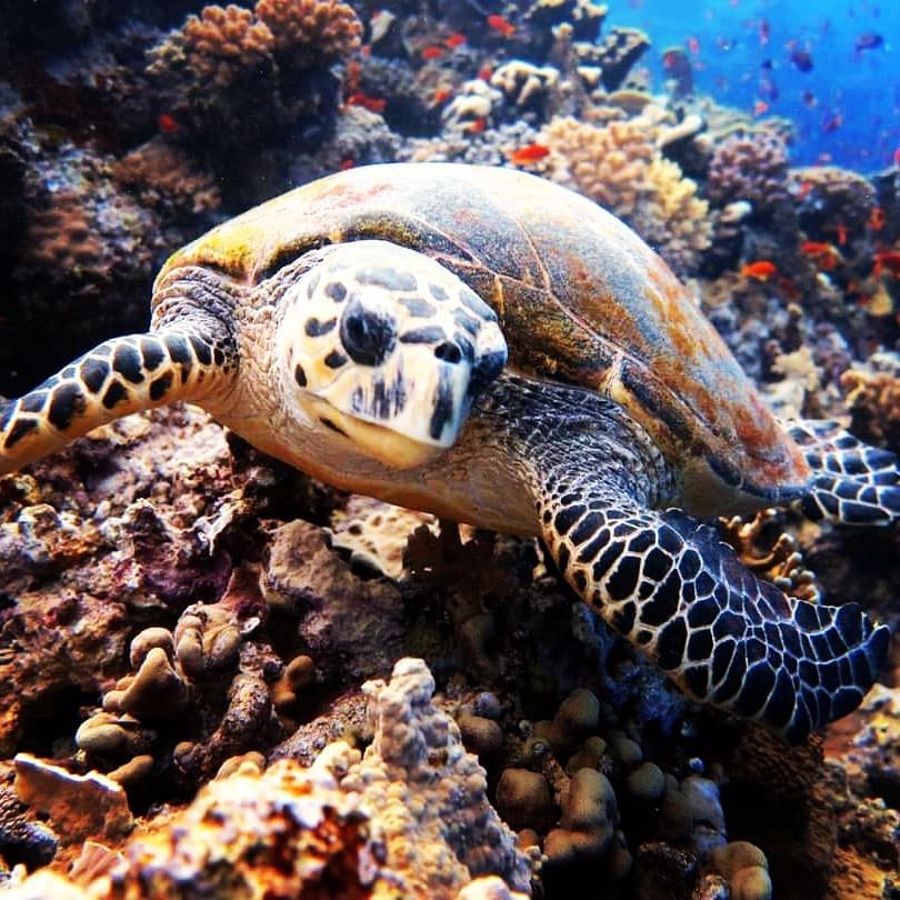 Hurghada Dive Package — 10 Days (20 Dives)