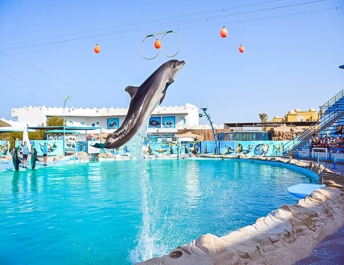 swimming-with-dolphins-