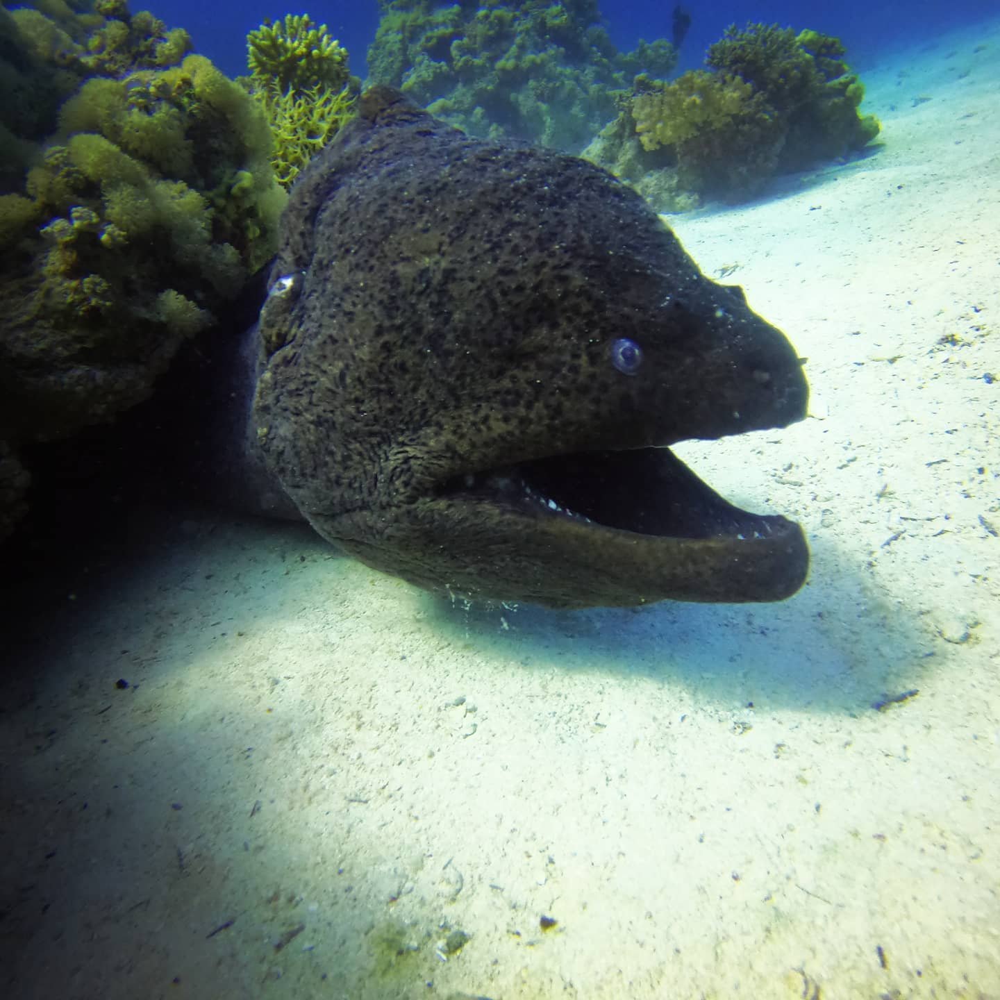 Moray eel among the coral at Umm Gamaar, Hurghada