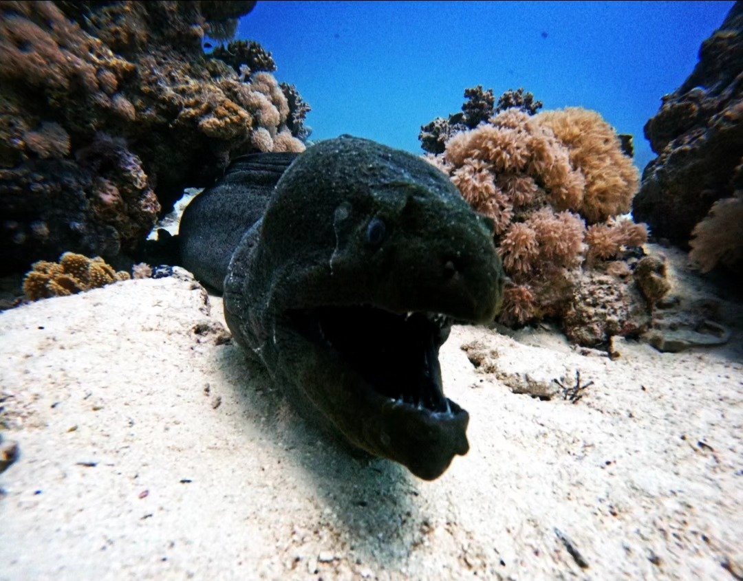 Moray eel among the coral