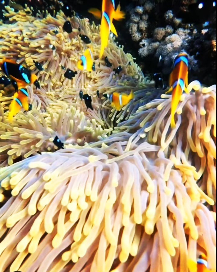 Anemonefish colony, a stop on a Divemaster-led reef tour