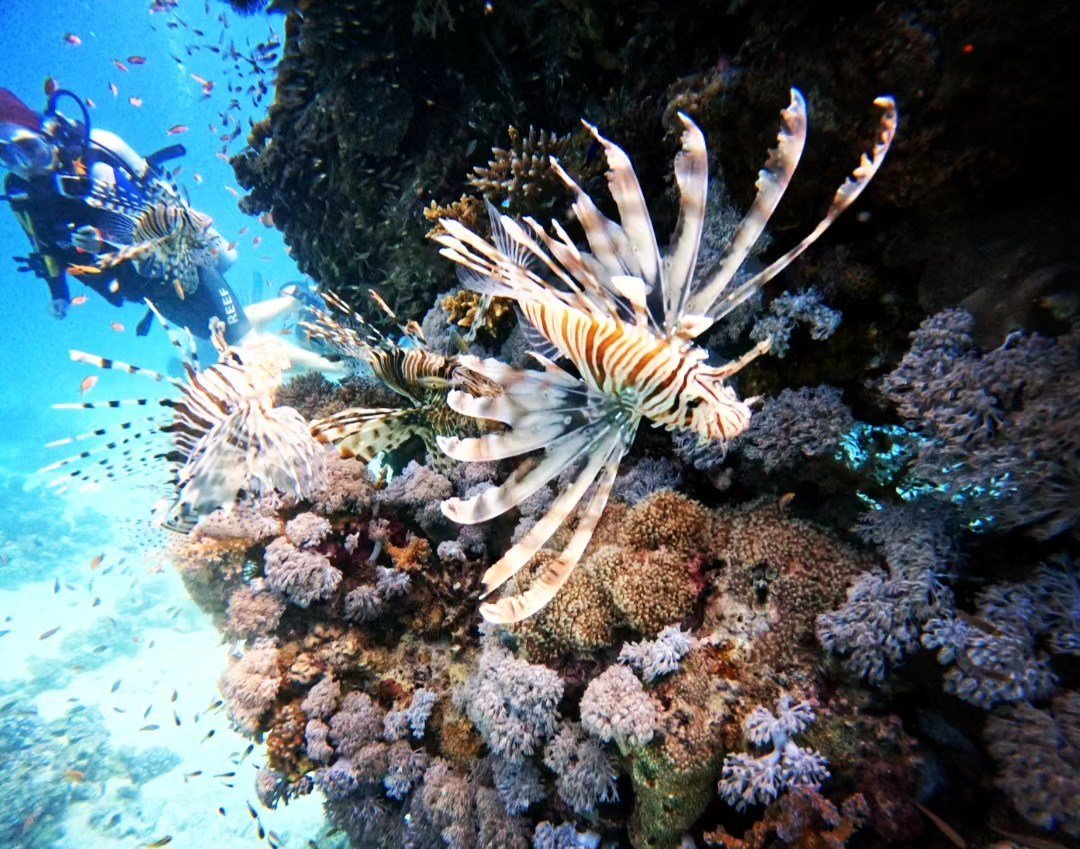 Marsa Alam Dive Package — 8 Dives (4 Days)