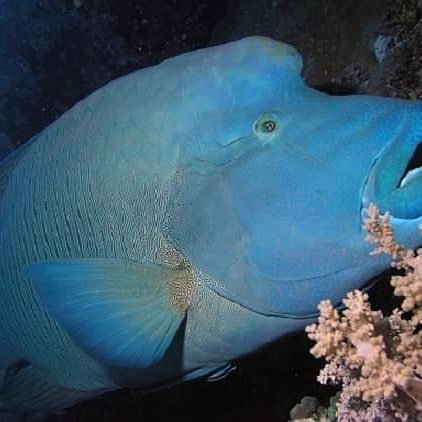 Napoleon wrasse close-up at Erg Abu Ramada, Hurghada