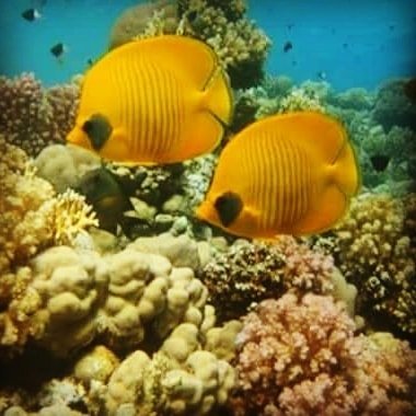 Pair of butterflyfish over coral at Carless Reef, Hurghada