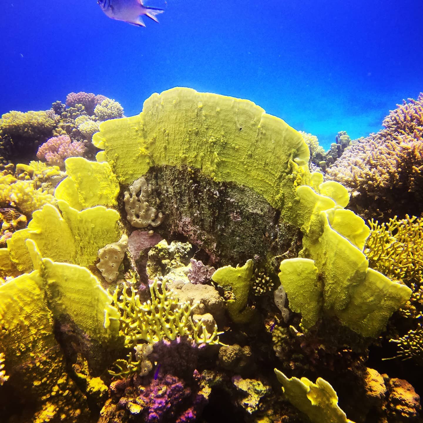 Coral reef scenery, Hurghada dive package
