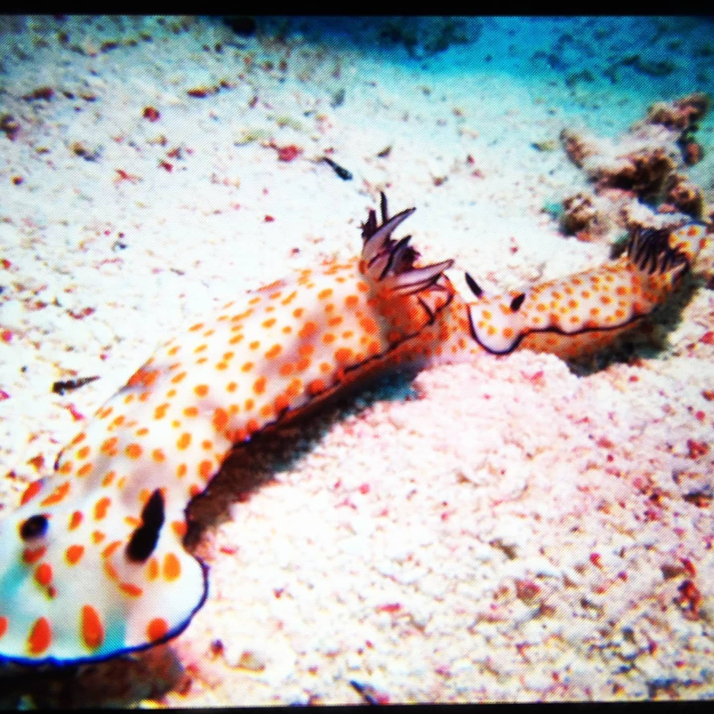 Hurghada Dive Package — 8 Days (16 Dives)