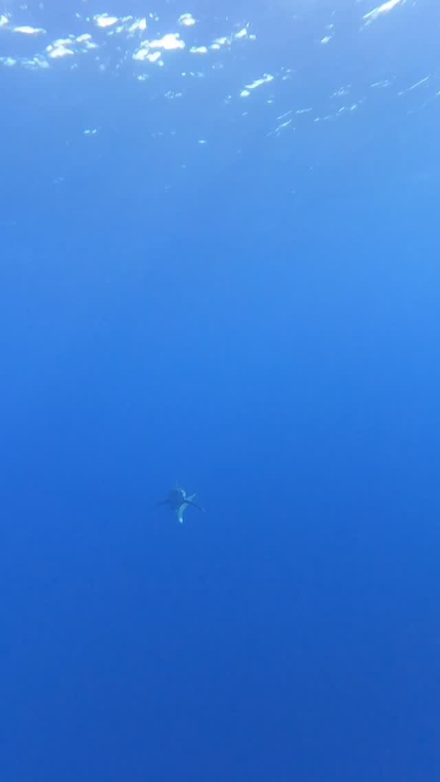 PADI Peak Performance Buoyancy — Marsa Alam