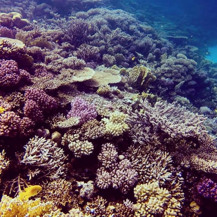 Anemonefish and coral, extended bottom time on Nitrox