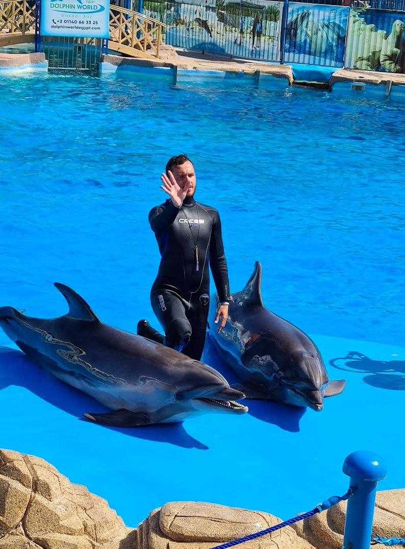 swimming-with-dolphins-