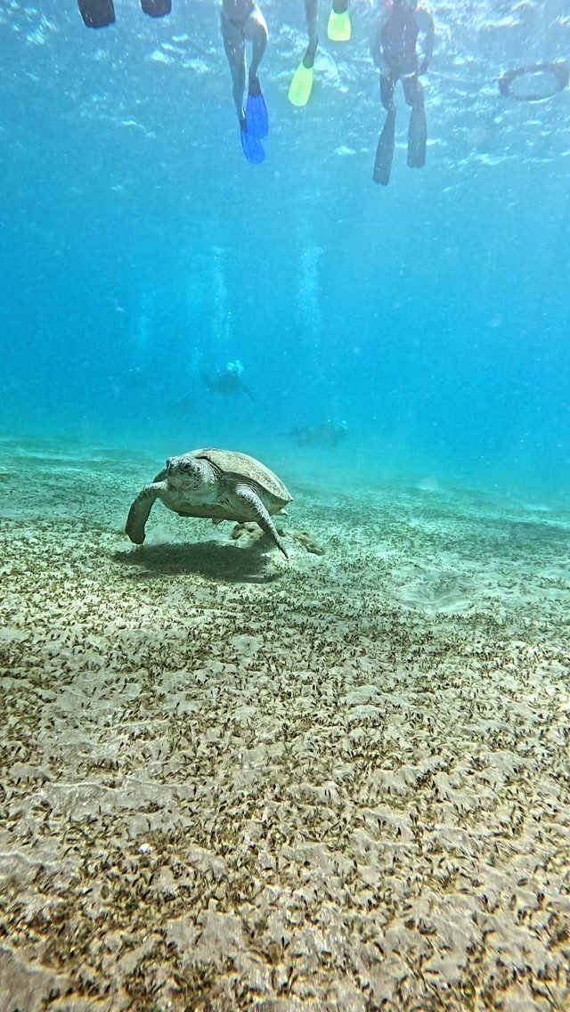 Diving in Marsa Alam: The Complete 2026 Guide