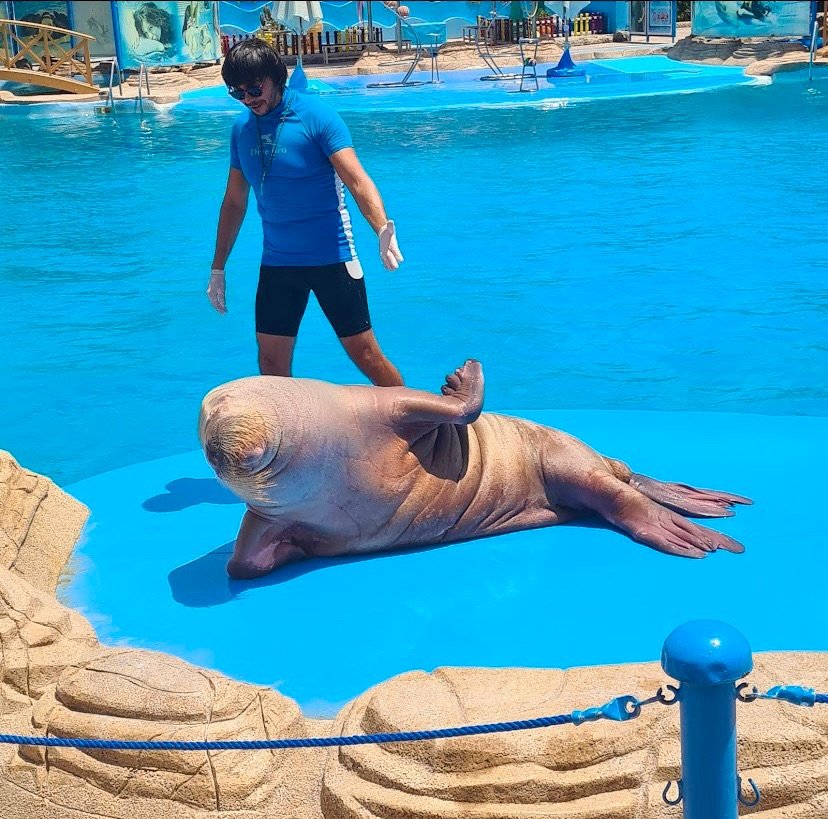 dolphin-show-hurghada-