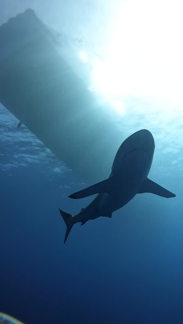 PADI Deep Diver Specialty — Marsa Alam
