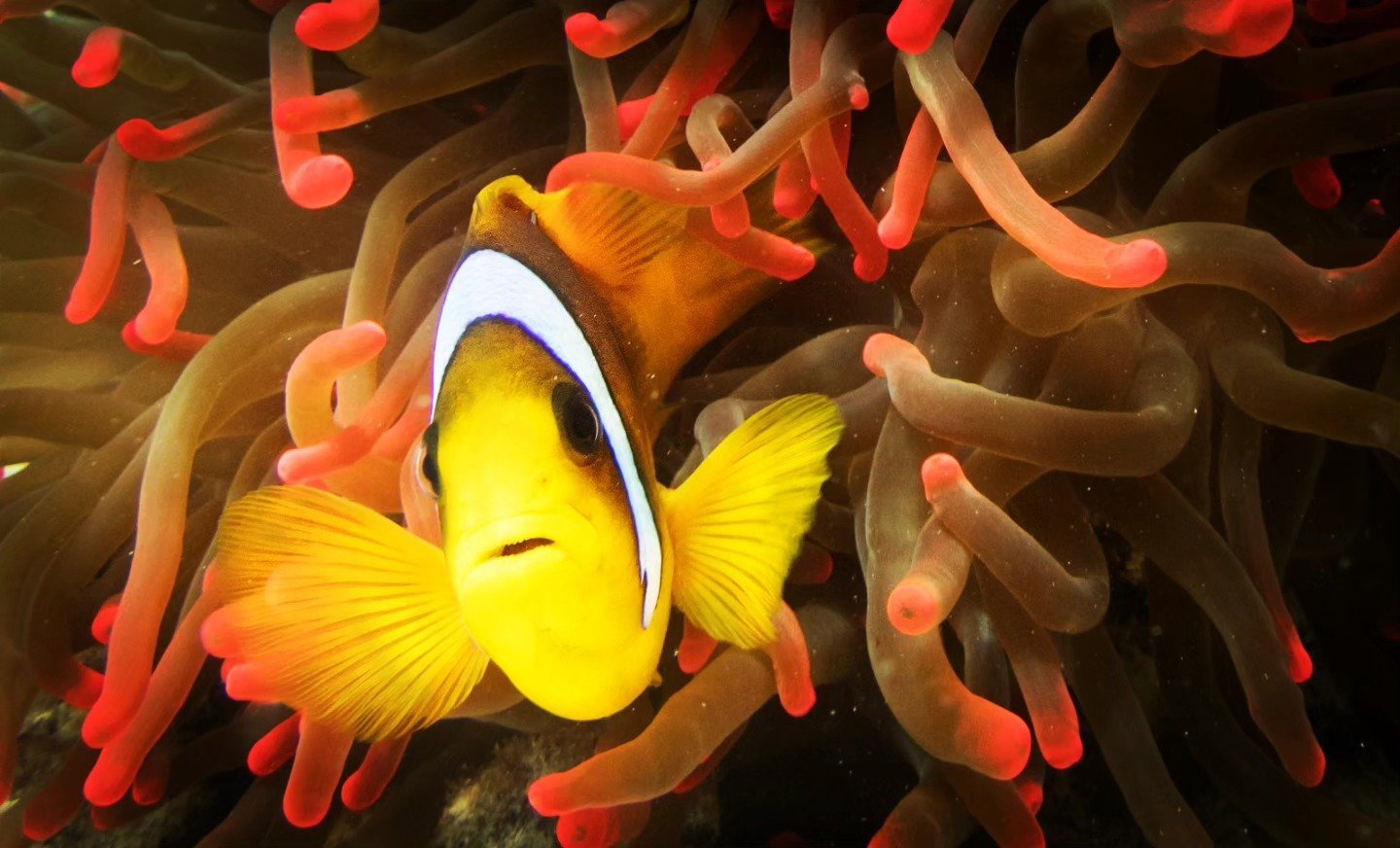 PADI Bubblemaker — Kids Diving Experience