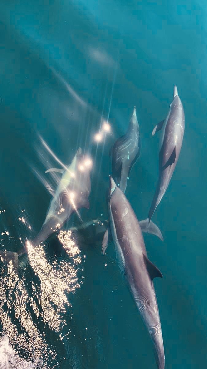 Dolphin House — Snorkelling & Dolphins
