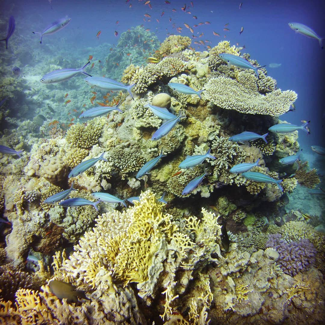 Red Sea Daily Diving — 2 Dives