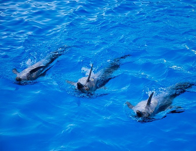 dolphin-show-hurghada-