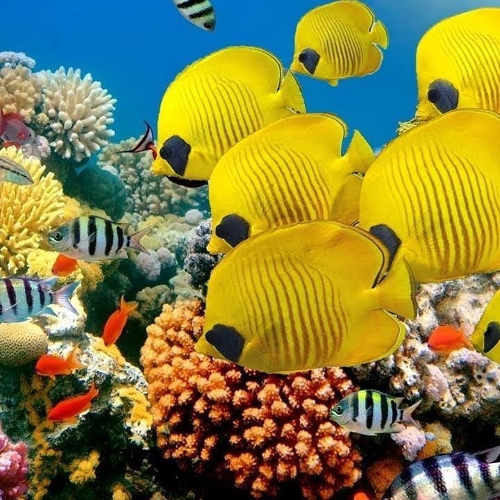 شعاب كارلس