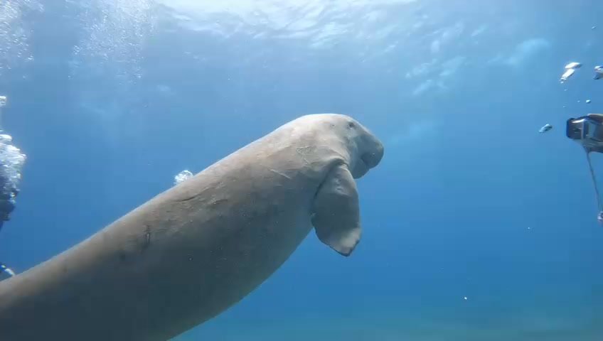 Abu Dabbab Beach — Turtles & Dugongs — Marsa Alam