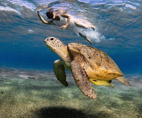 abu-dabbab-snorkelling-with-turtles-dugongs-