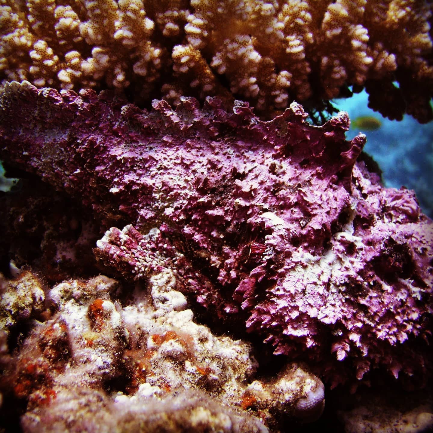Soft coral colony at El Fanadir dive site, Hurghada