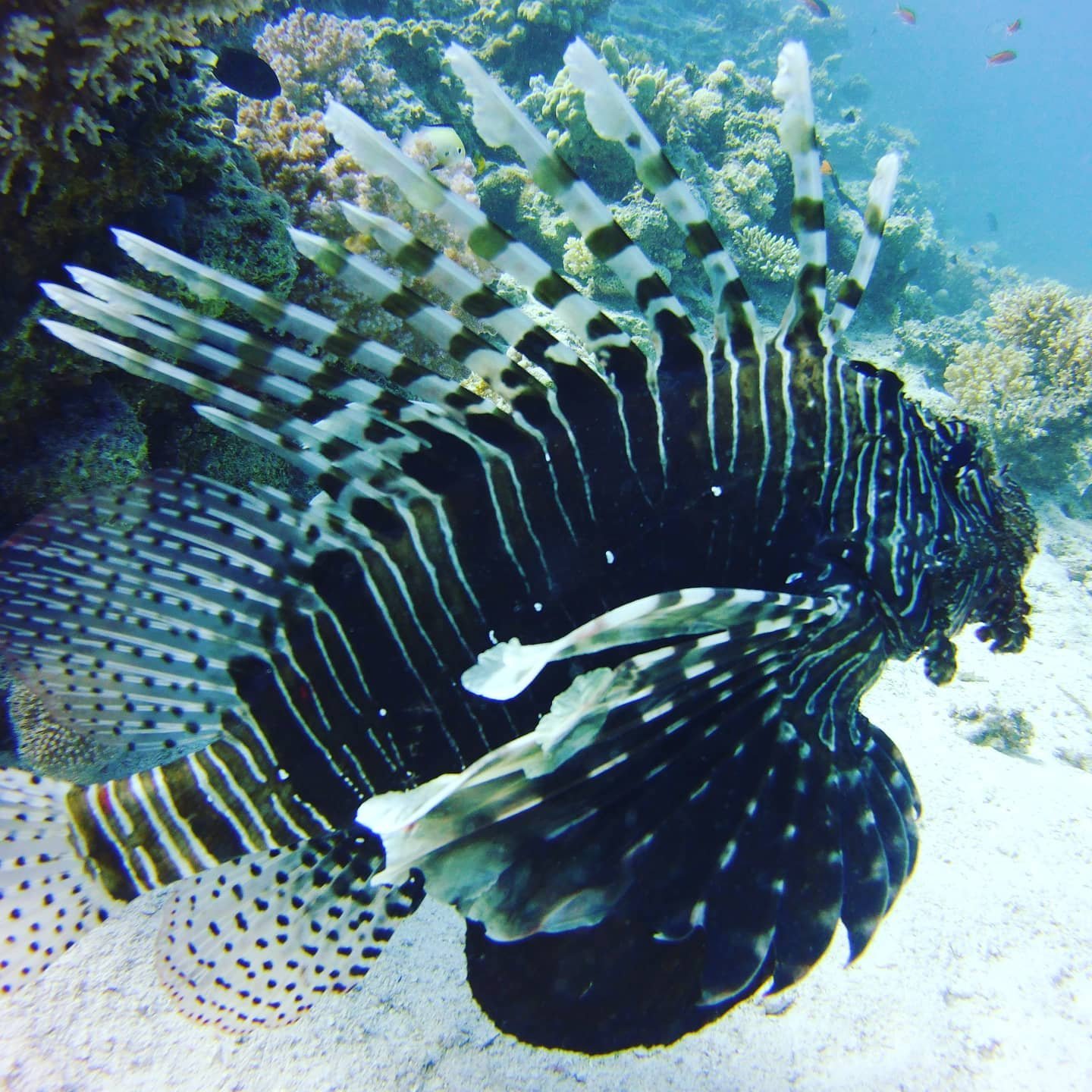Lionfish hunting over the reef at Fanous East, Hurghada