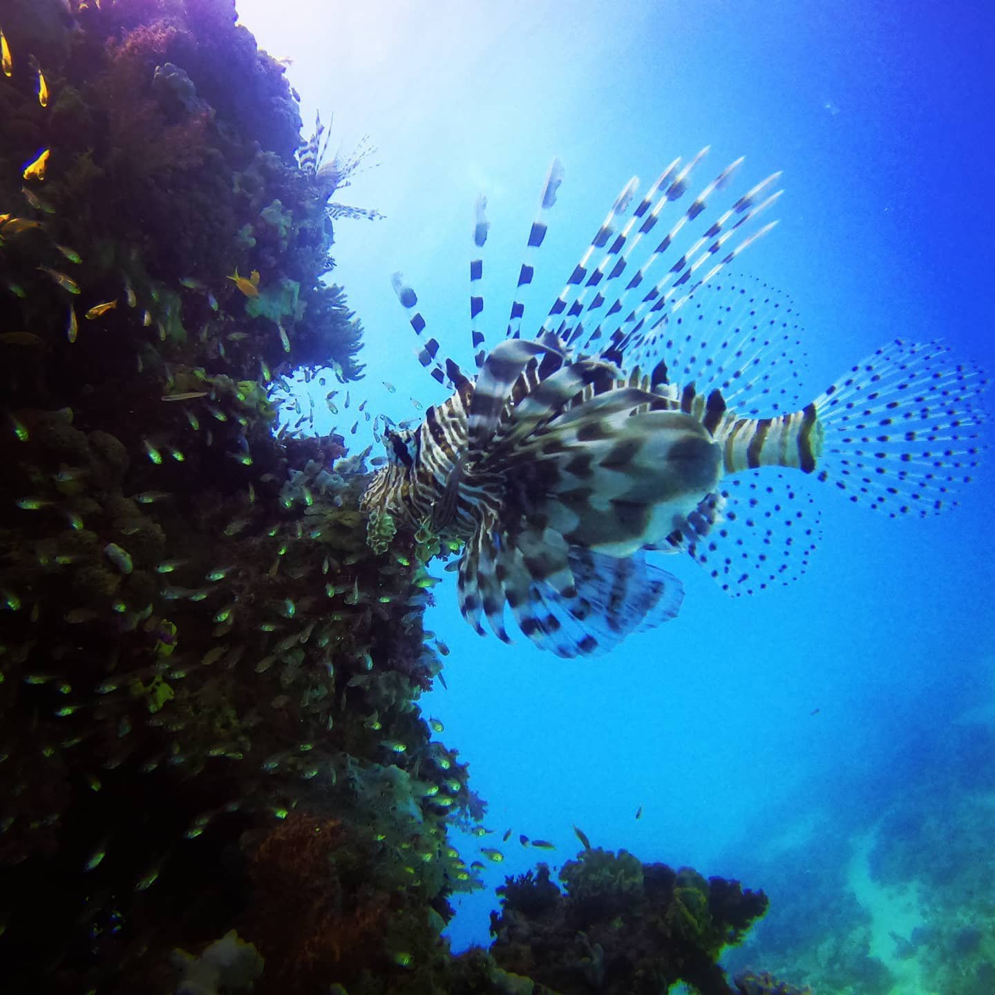 Lionfish silhouetted against blue water at Fanous East